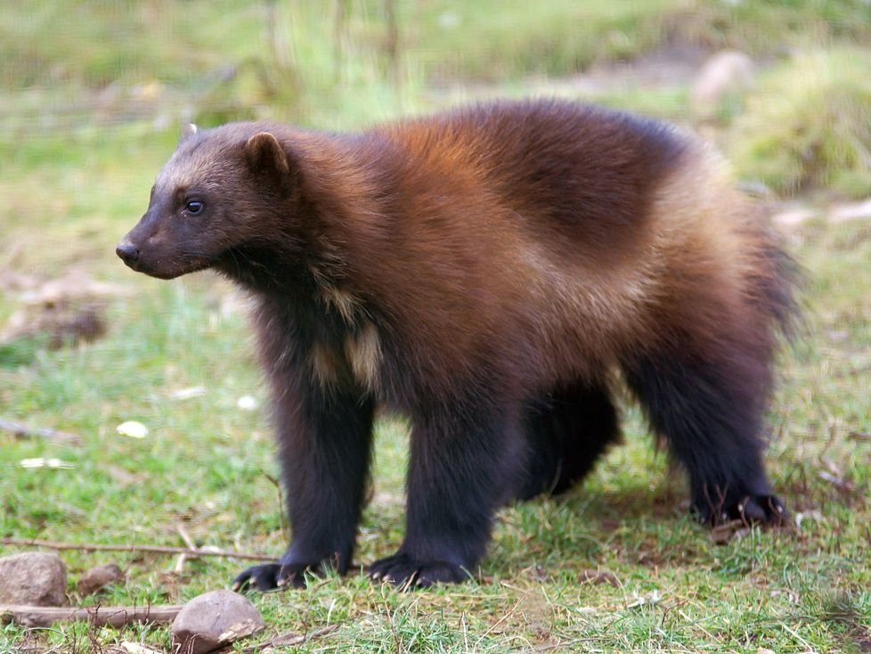 Wolverine