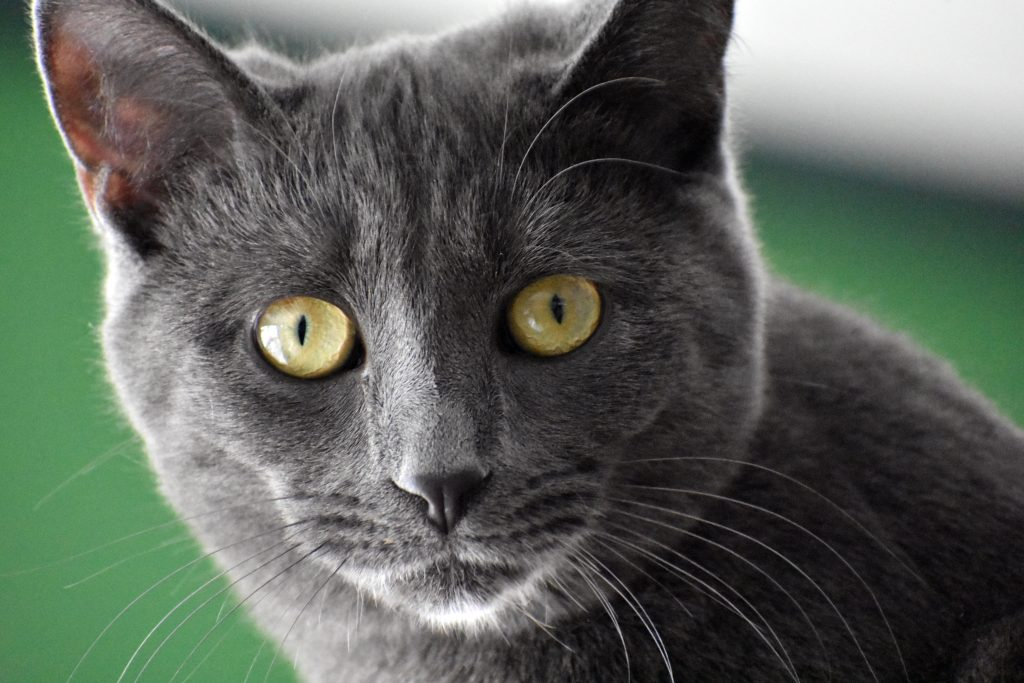 Domestic Cat