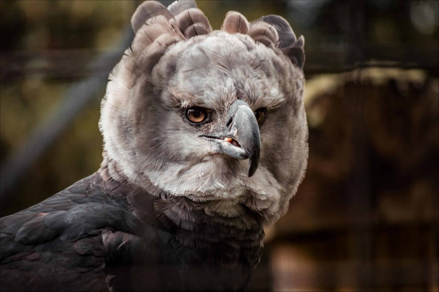 Top 18 Animals with Claws: Powerful Species %current year%