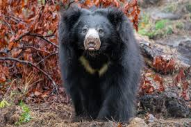Sloth Bear