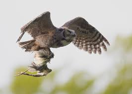 Great Horned Owl