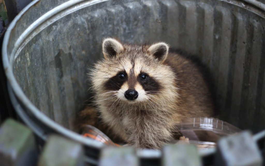 Raccoon