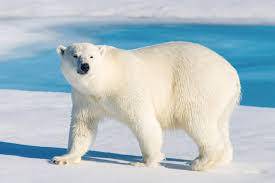 Polar Bear