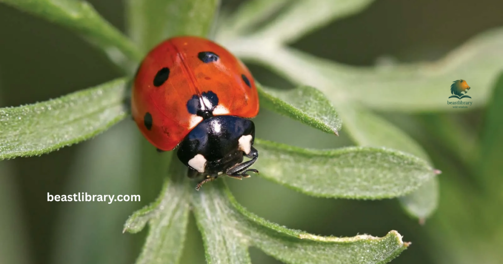 Ladybug