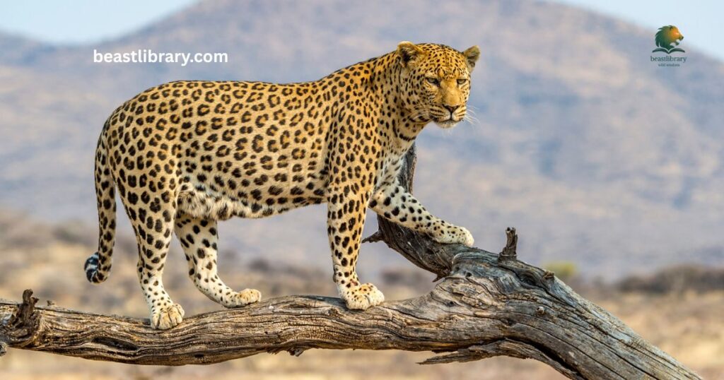 Leopard