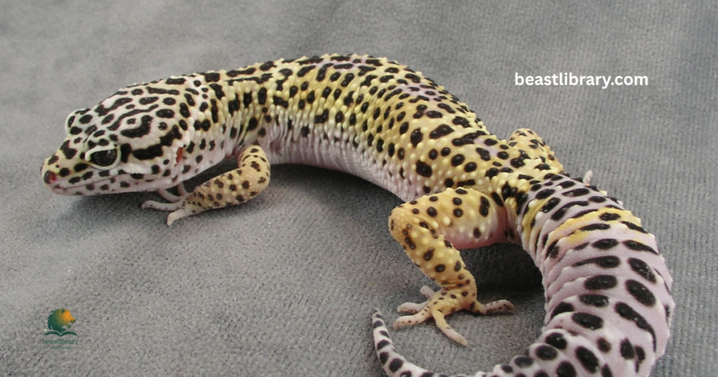 Leopard Gecko