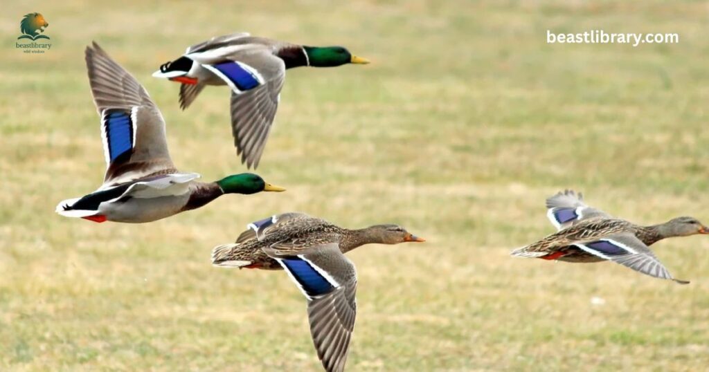  Mallard Duck animal with webbed feet