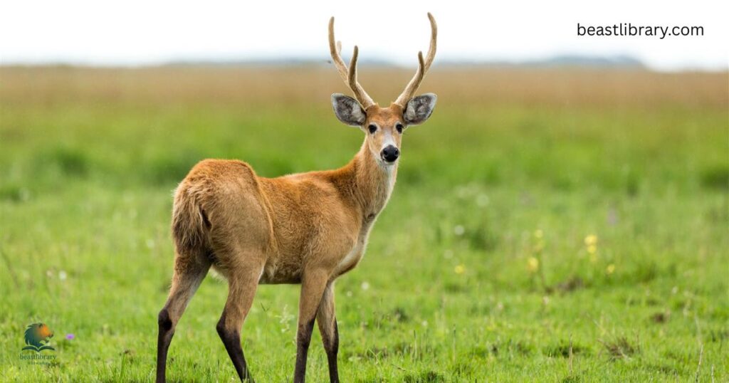  Marsh Deer-Animals with Antlers