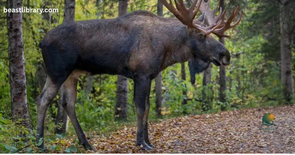 Moose - hoofed animals