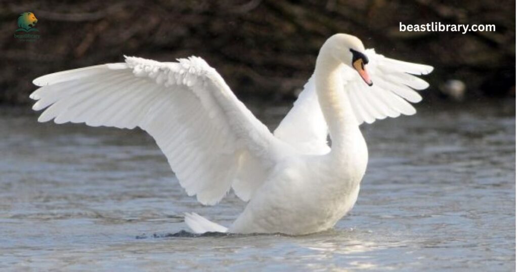 Mute Swan long neck