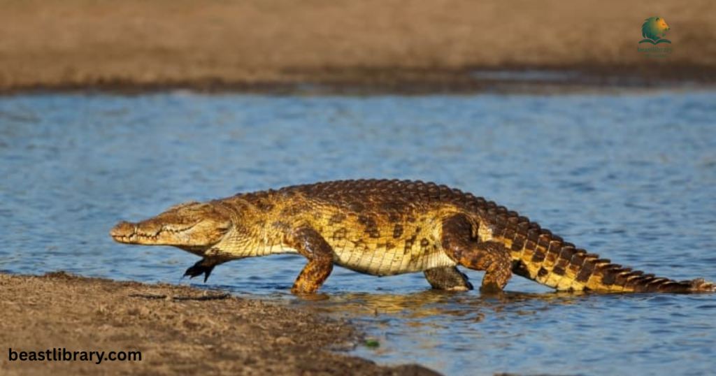 Crocodile- Animals with flat tail