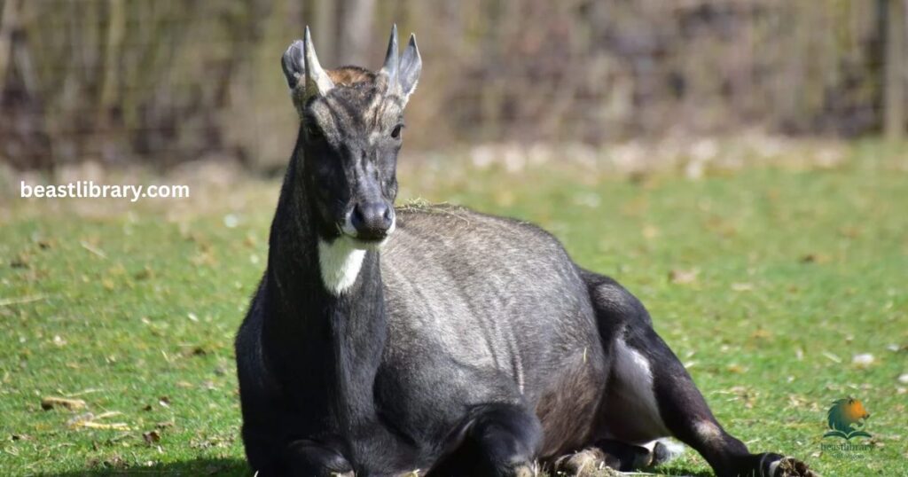 Nilgai