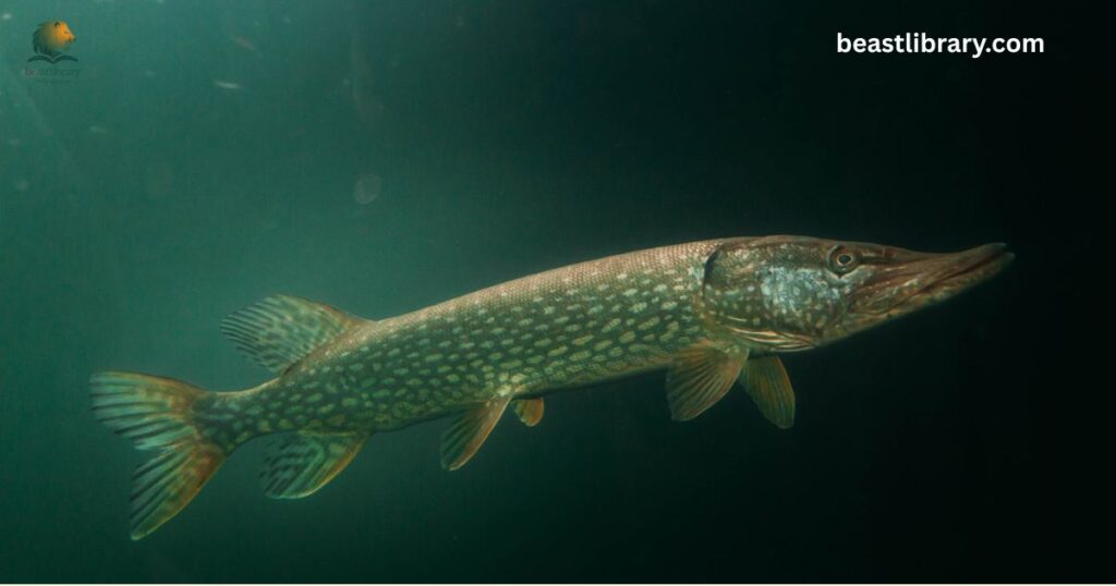Northern Pike webbed feet aquatic life