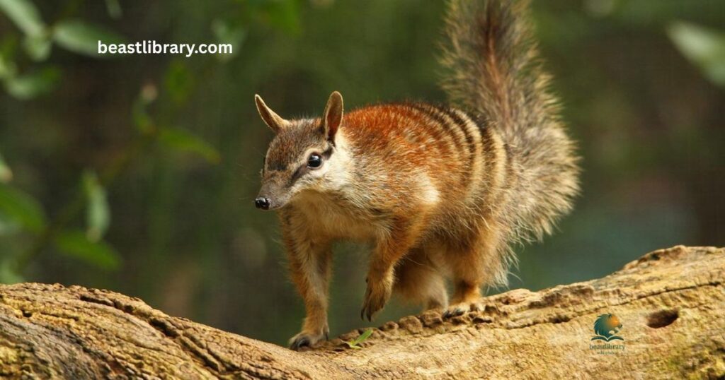 Numbat small striped animal
