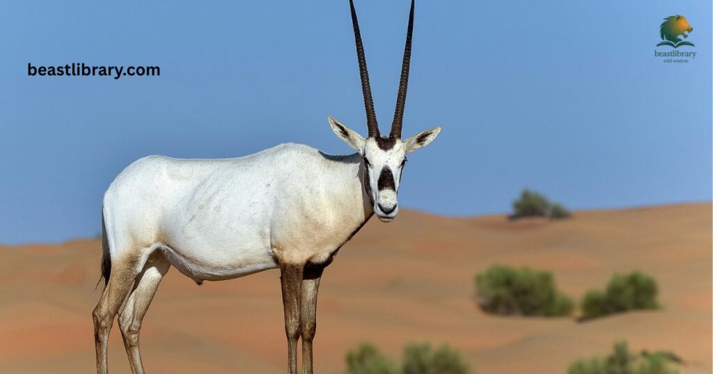 Oryx