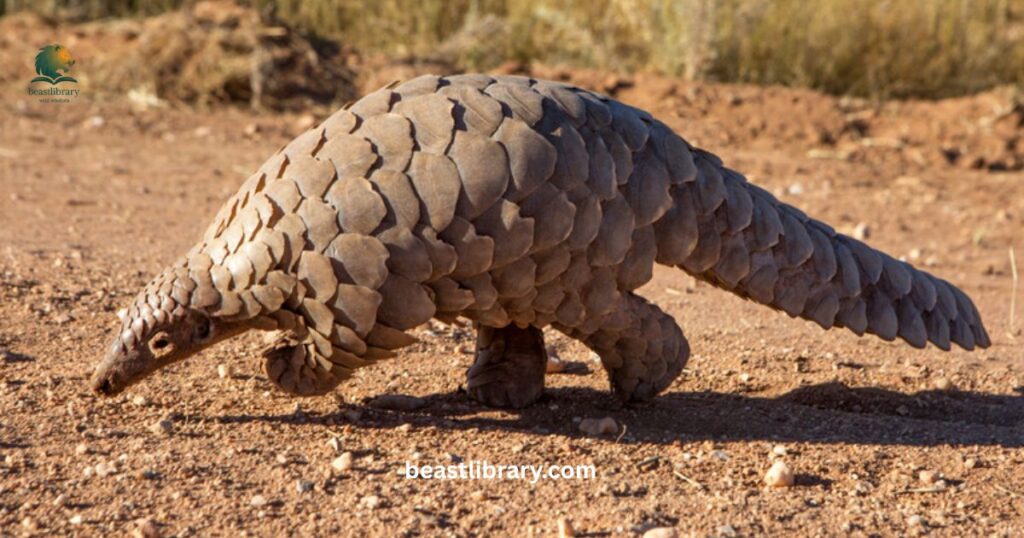  Pangolin curled tail mammal