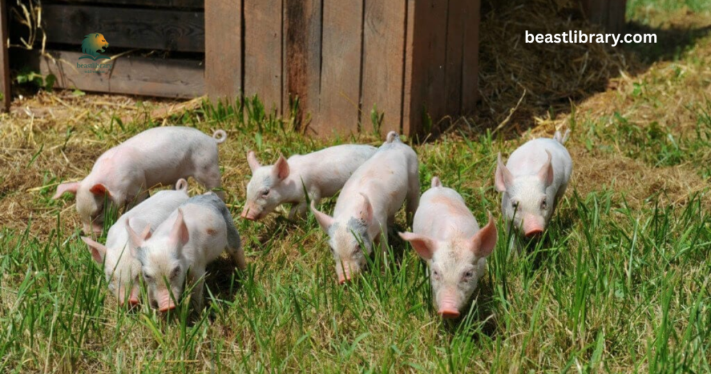 Pig - curly tail animal