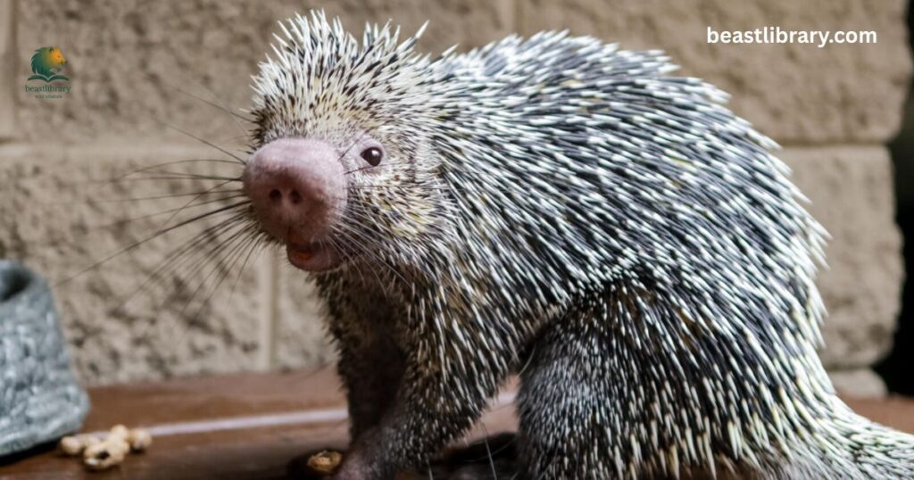 Prehensile-tailed Porcupine curled tail rodent 