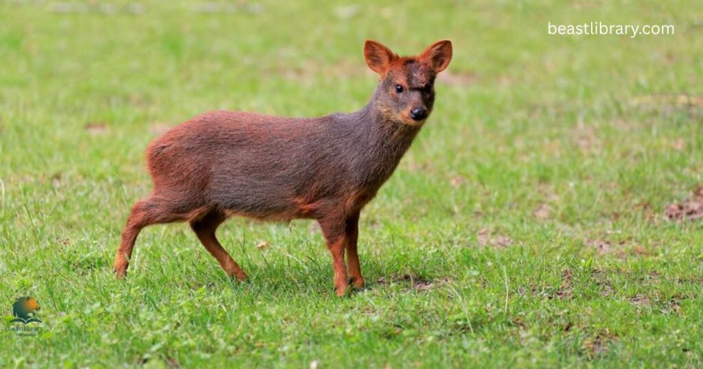  Pudú