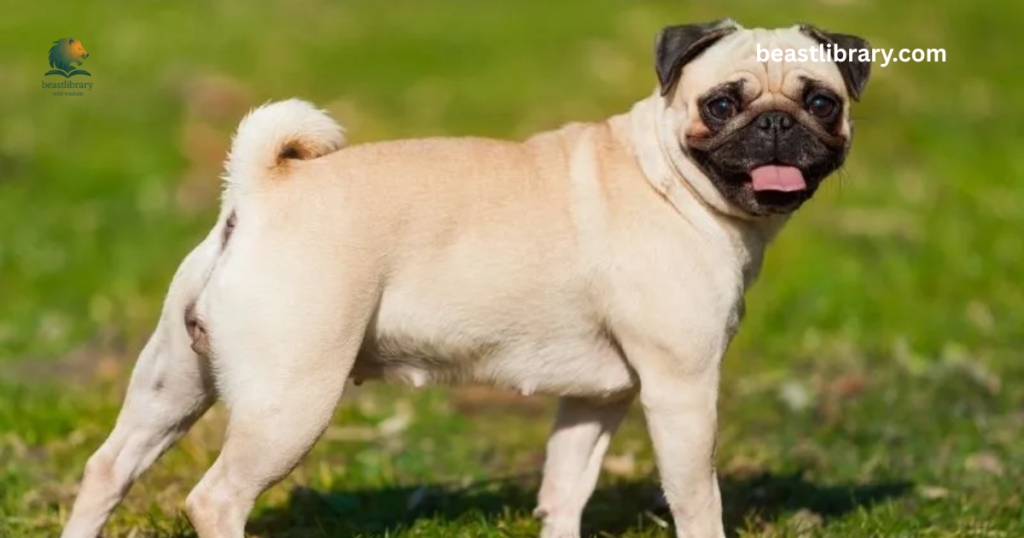 Pug Dog - curled tail pet