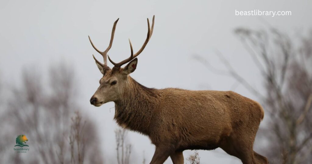  Red Deer