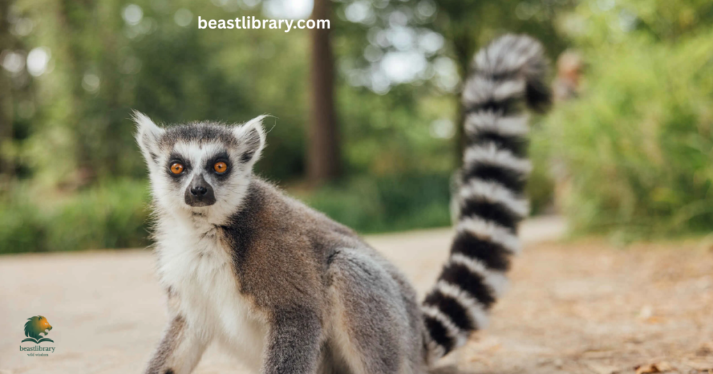 Ring-Tailed Lemur