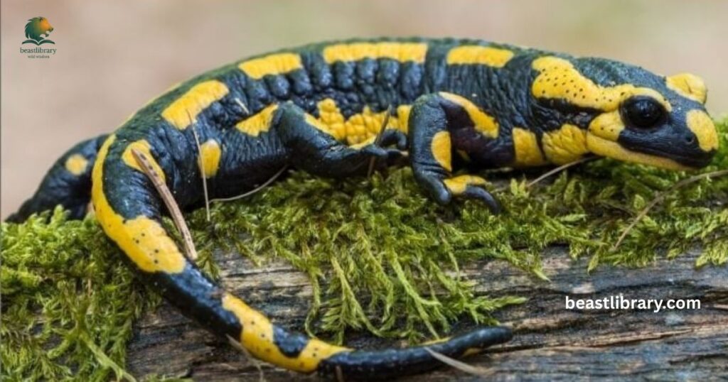 Tiger Salamander - animals with stripes