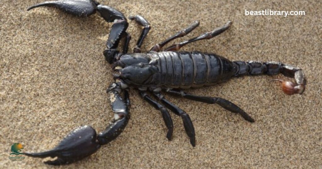 scorpion animal with curl tail