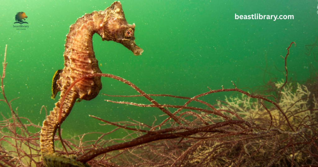 seahorse - Animal with curled Tail aquatic life