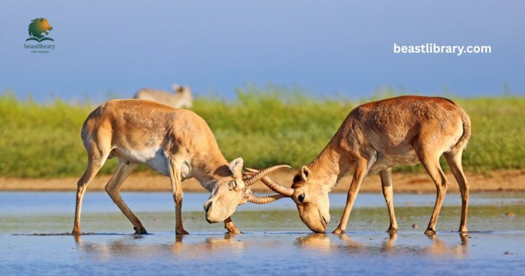 Saiga Antelope