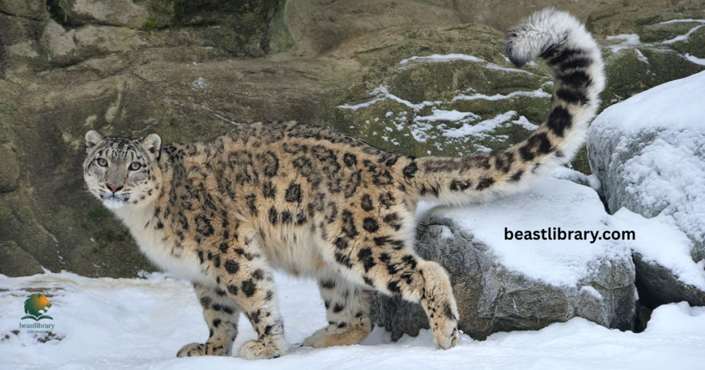  Snow Leopard
