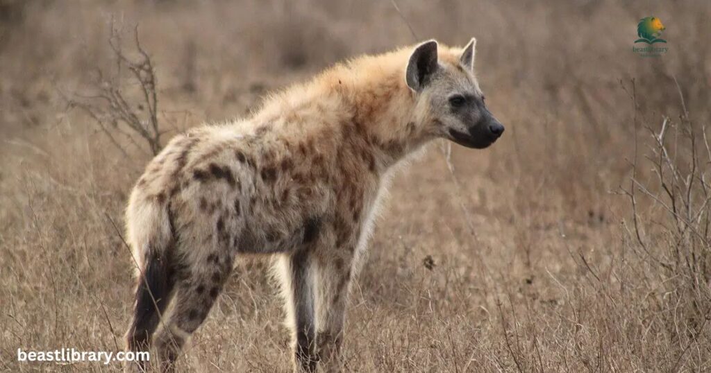 Spotted Hyena- animals that live in savannas