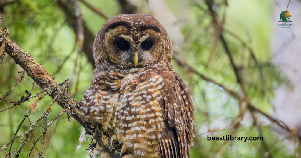  Spotted Owl