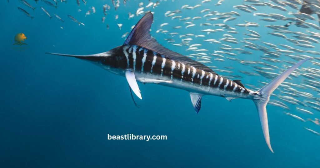 Striped Marlin Carnivore
