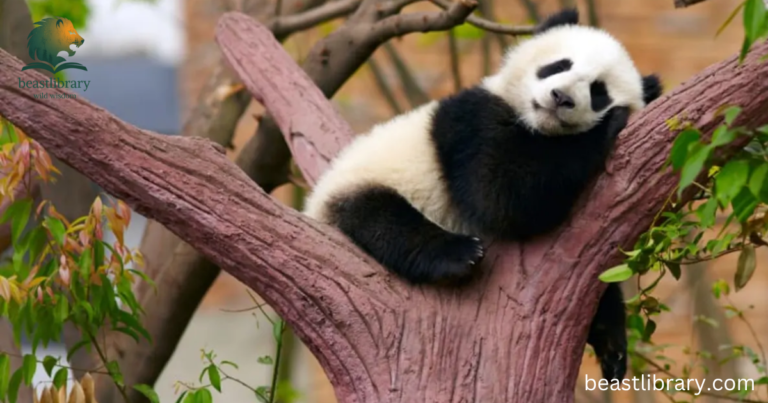 Animals that sleep a lot