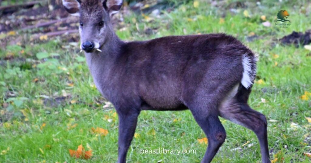 Tufted Deer
