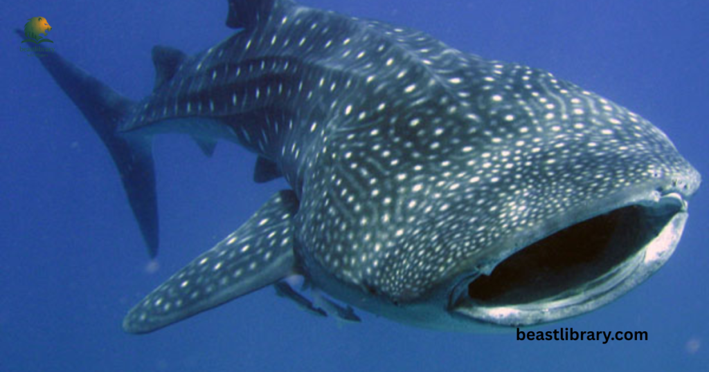 Whale Shark