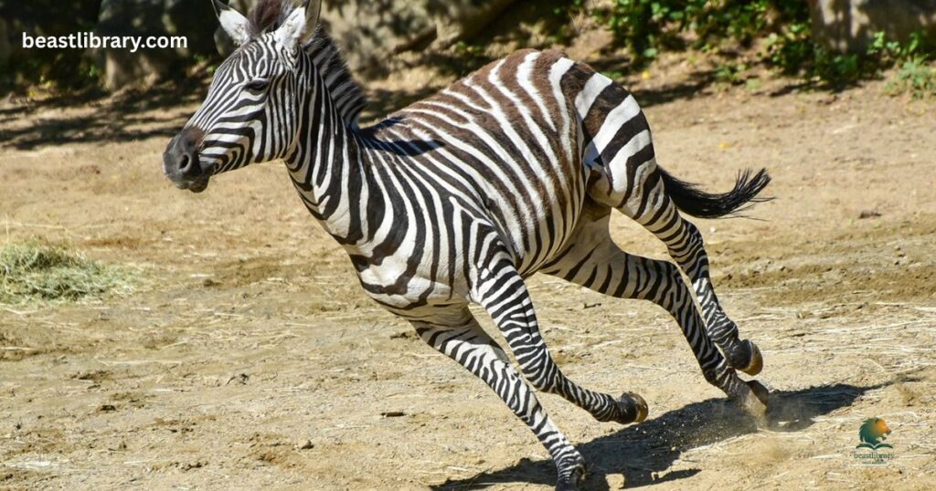 Striped Zebra