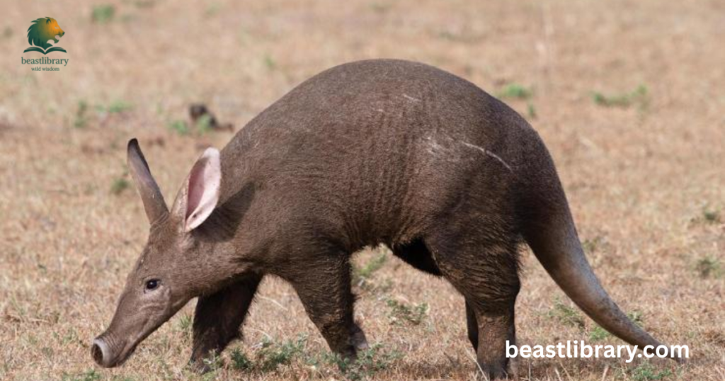  Aardvark-  Animals with Big Noses