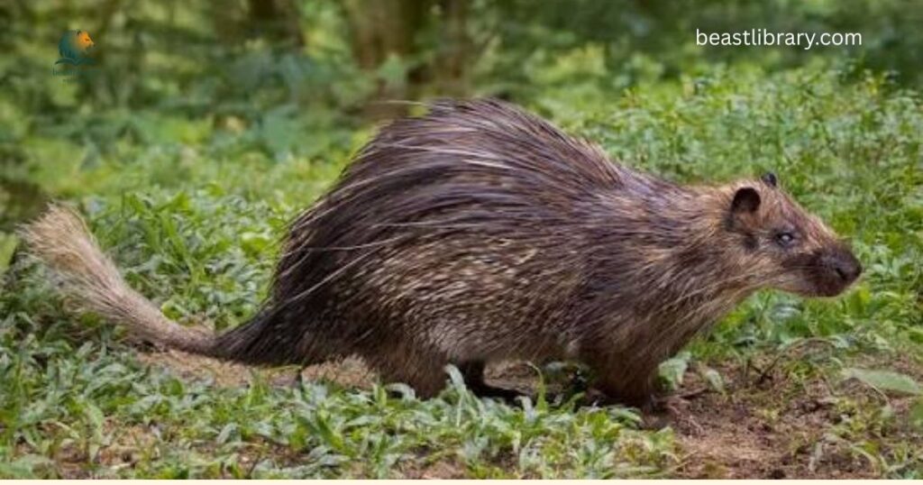 African Brush‑tailed Porcupine- animals that look like porcupines