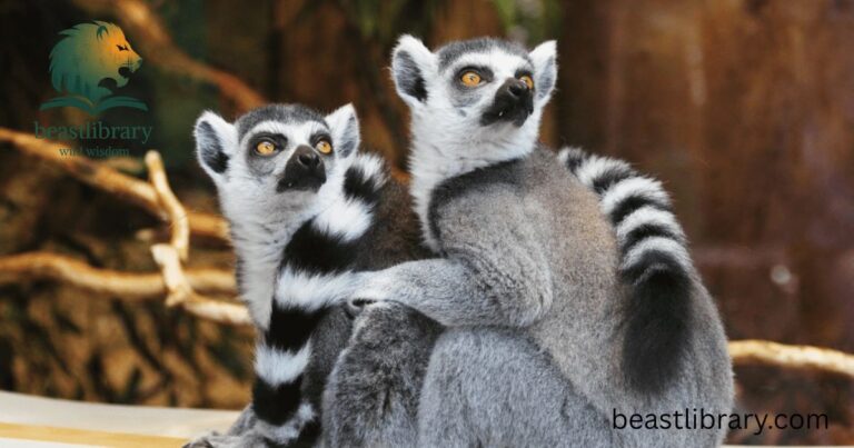 Animals That are Like Raccoons