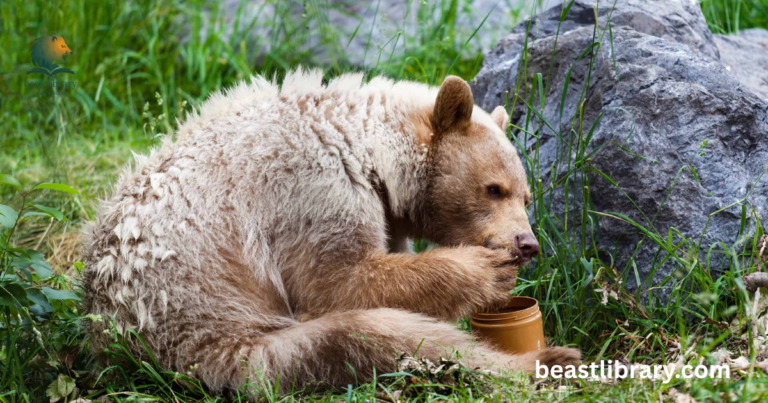 Animals that eat honey