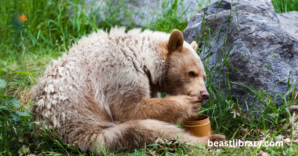 Animals that eat honey