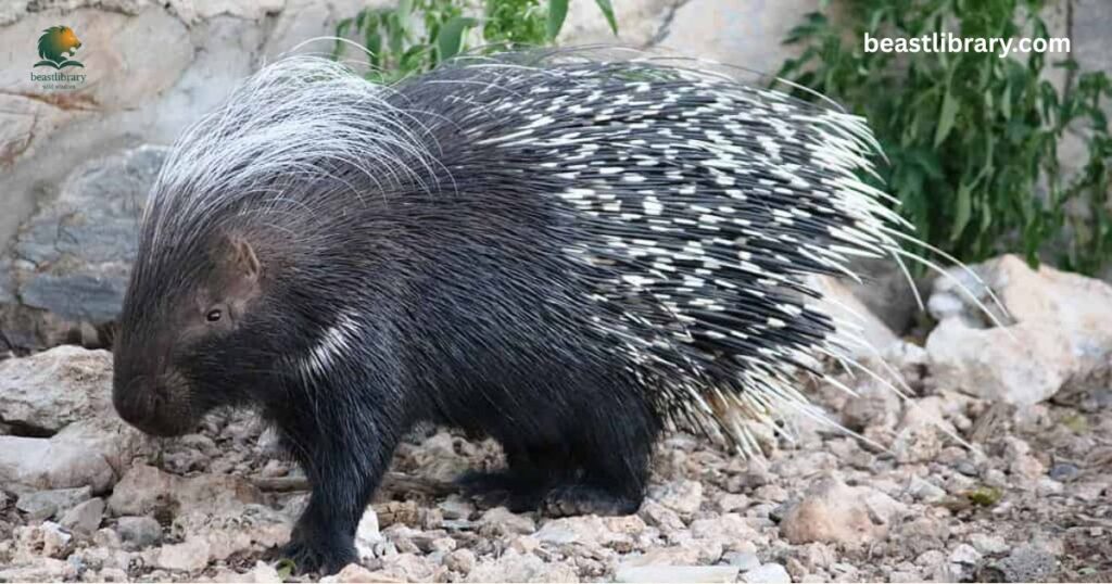 Porcupines Live In Georgia
