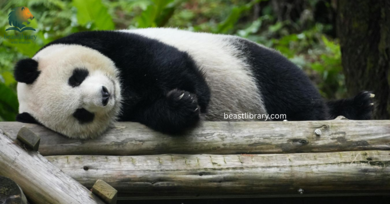 Clumsy Animals in The World