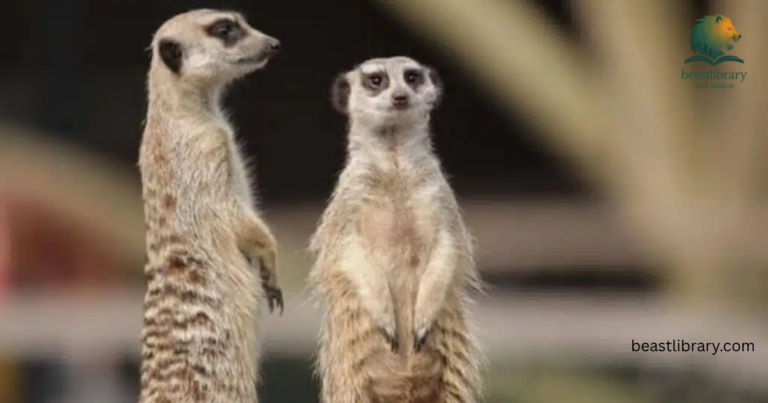 Animals that are skinny