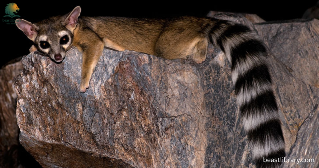 Animals that look like raccoons