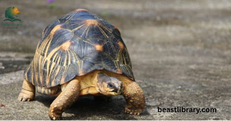 Animals with Shell