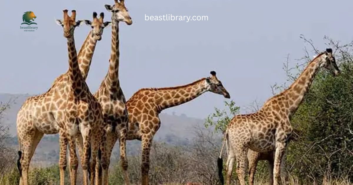 Hoofed animals