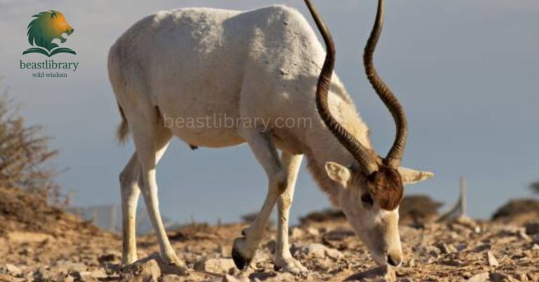 Animals with long Horns